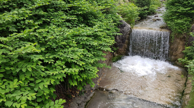 Japanese knotweed by river