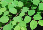 bright green japanese knotweed leaves in the summer