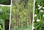 Dangerous plants in the UK