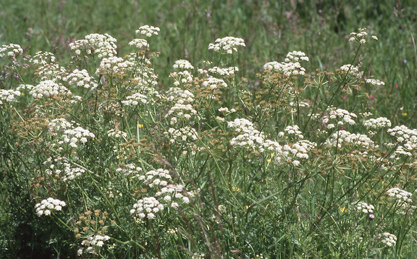 hemlock water dropwort