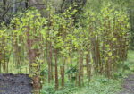 japanese knotweed growing with tall stems in summer