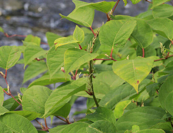 japanese knotweed plant with bright green leaves