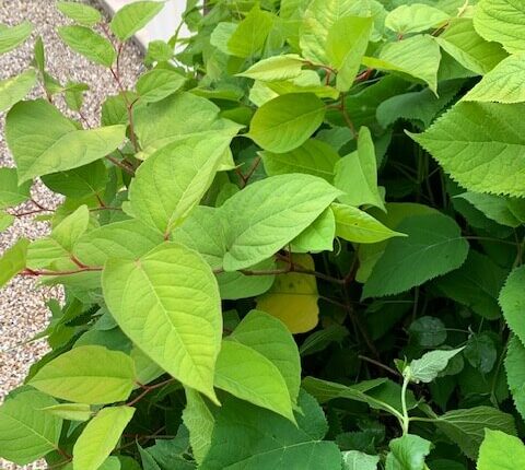 Japanese knotweed removal