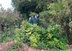 pete at knotweed specialists uk removing Japanese knotweed in waterlooville