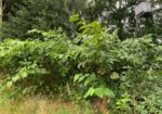 Japanese knotweed bush