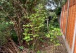 japanese knotweed infestation in a residential property