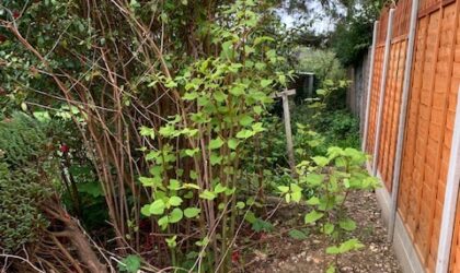 japanese knotweed infestation in a residential property