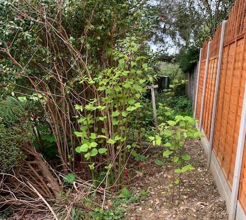 Japanese knotweed removal