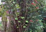 japanese knotweed plant