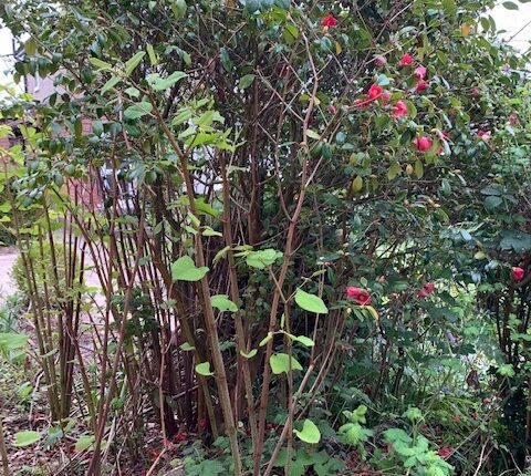 can you eat japanese knotweed