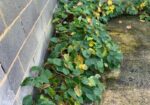 Japanese knotweed infestation in southampton