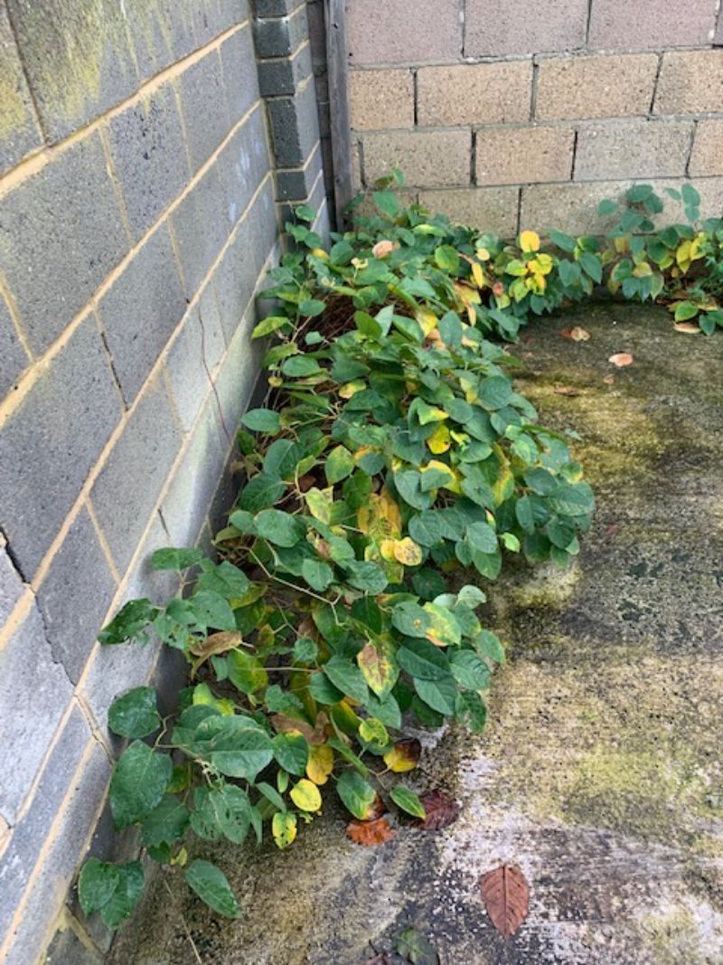 Japanese knotweed infestation in southampton
