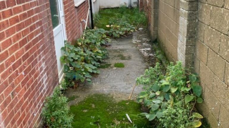 Japanese knotweed infestation in southampton down the side of a residential property