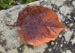 japanese knotweed leaf in autumn