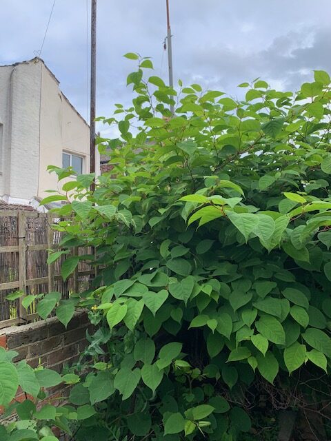 japanese knotweed in bush, growing up a brick wall