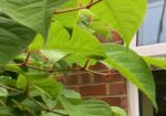 japanese knotweed leaves