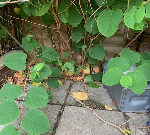 residential japanese knotweed