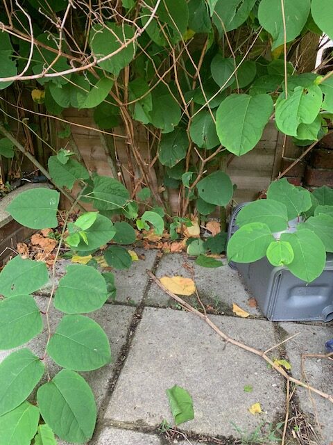 japanese knotweed found in a garden