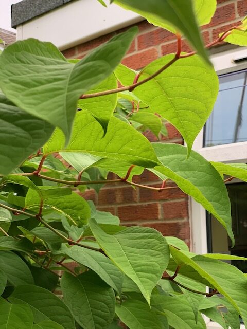 japanese knotweed leaves