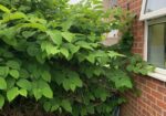 Japanese knotweed found in Portsmouth