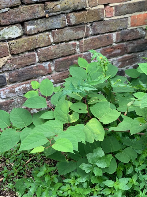 japanese knotweed leaves