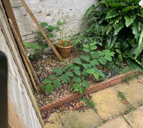 japanese knotweed found at a residential property