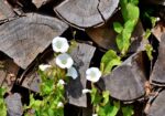 common garden weeds. Bindweed