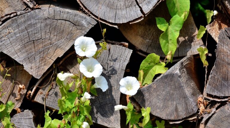bindweed