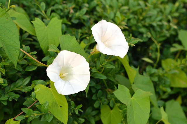 Bindweed with white, trumpet-shaped flowers, a common garden weed.