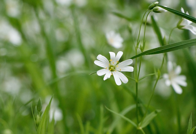 Chickweed plant with white and yellow flowers. Common garden weed.
