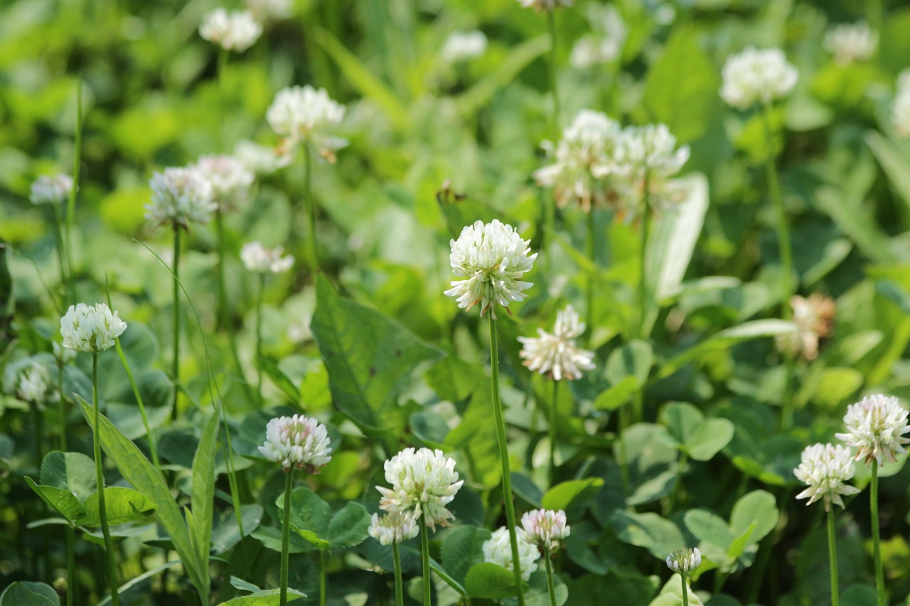Clover with white flowers, a common garden weed.