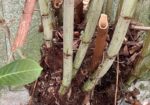 dead canes and healthy canes of japanese knotweed