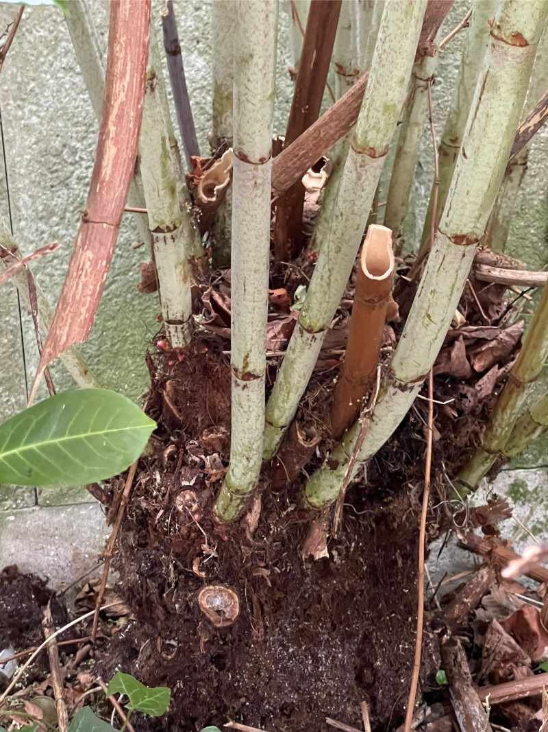 dead canes and healthy canes of japanese knotweed