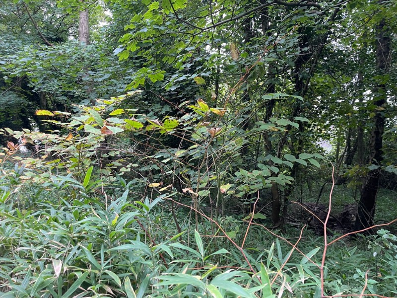 japanese knotweed plant