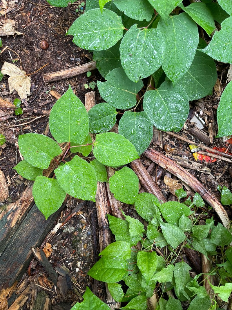 green japanese knotweed leaves