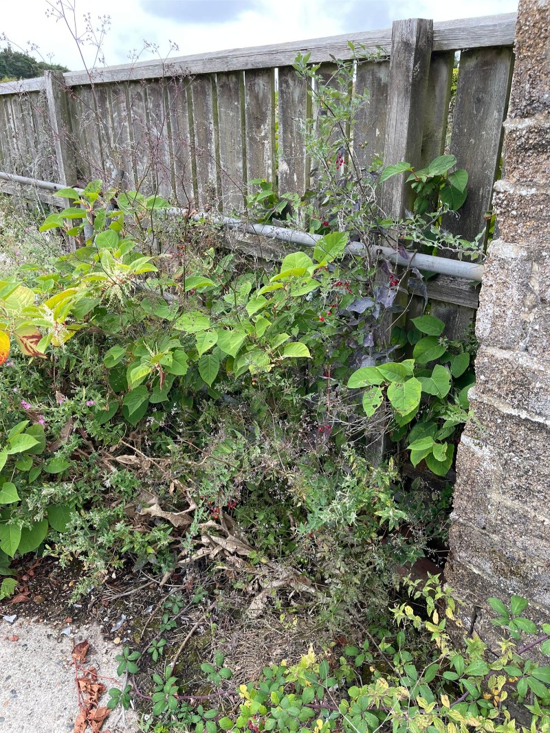 knotweed