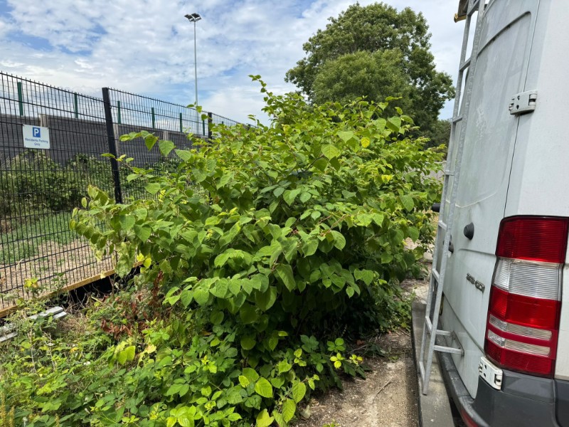japanese knotweed at a train station