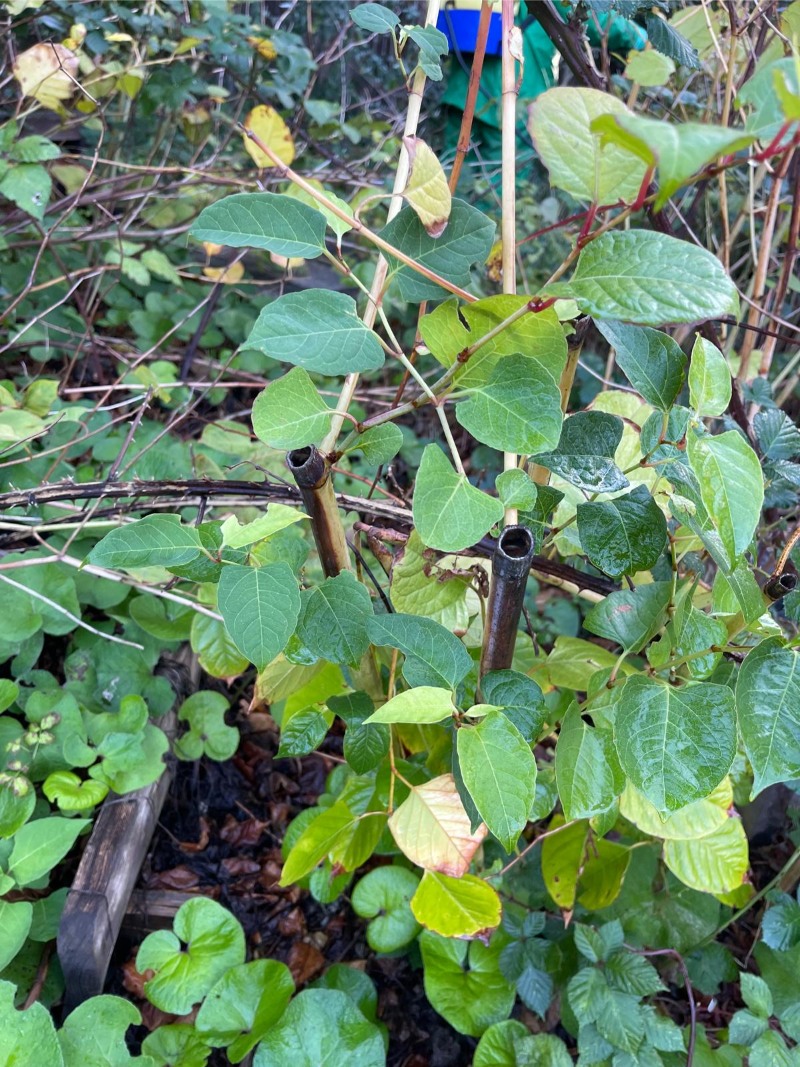 japanese knotweed green leaves