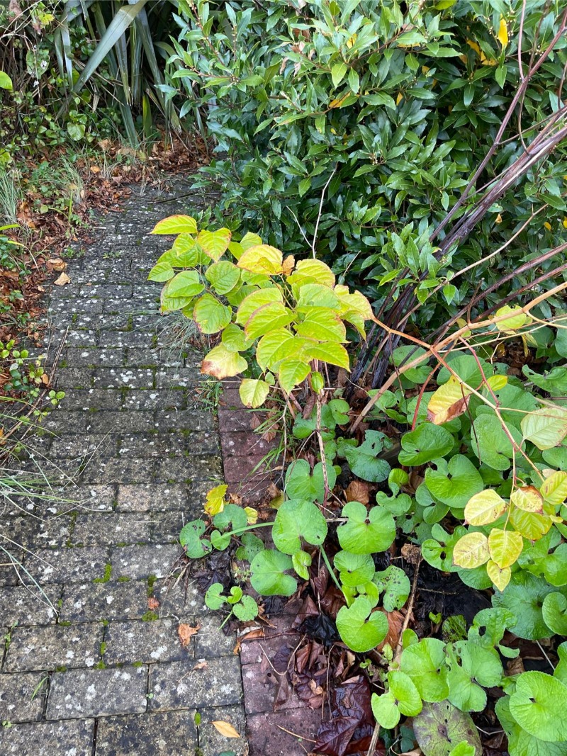 green japanese knotweed leaf