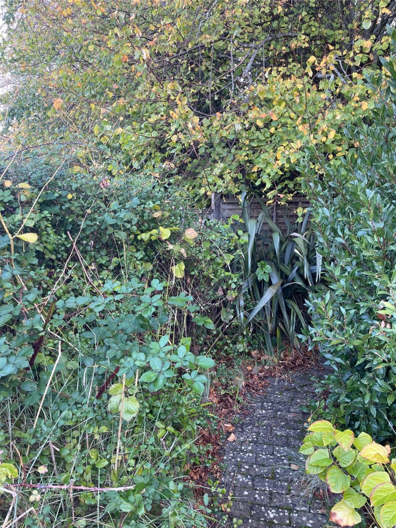 japanese knotweed plant
