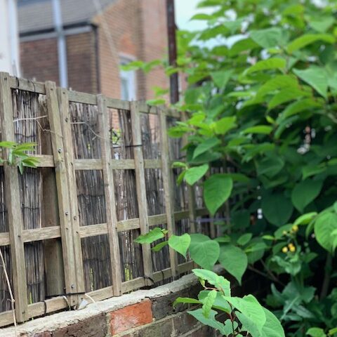 japanese knotweed growing up a brick wall