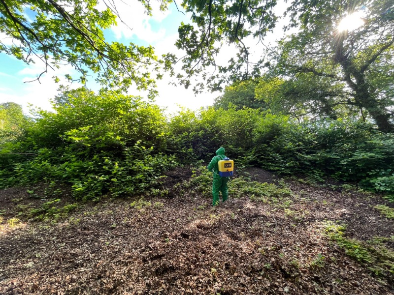japanese knotweed removal
