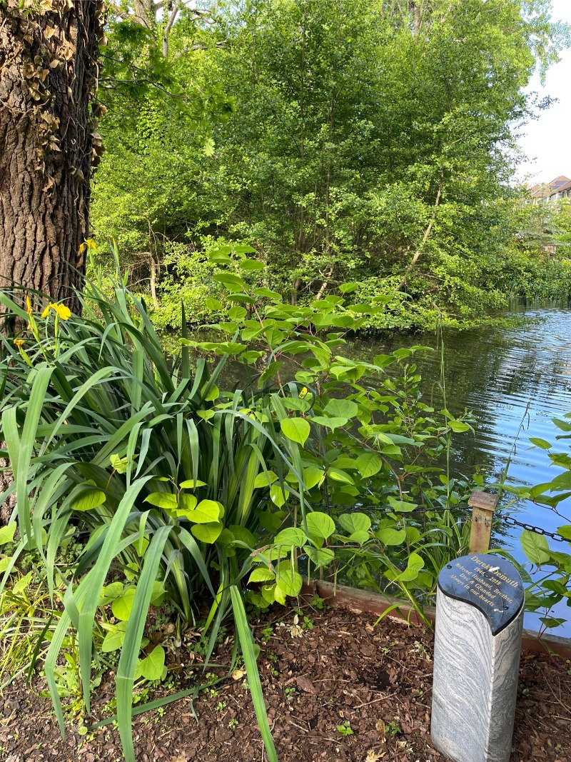 japanese knotweed by a lake