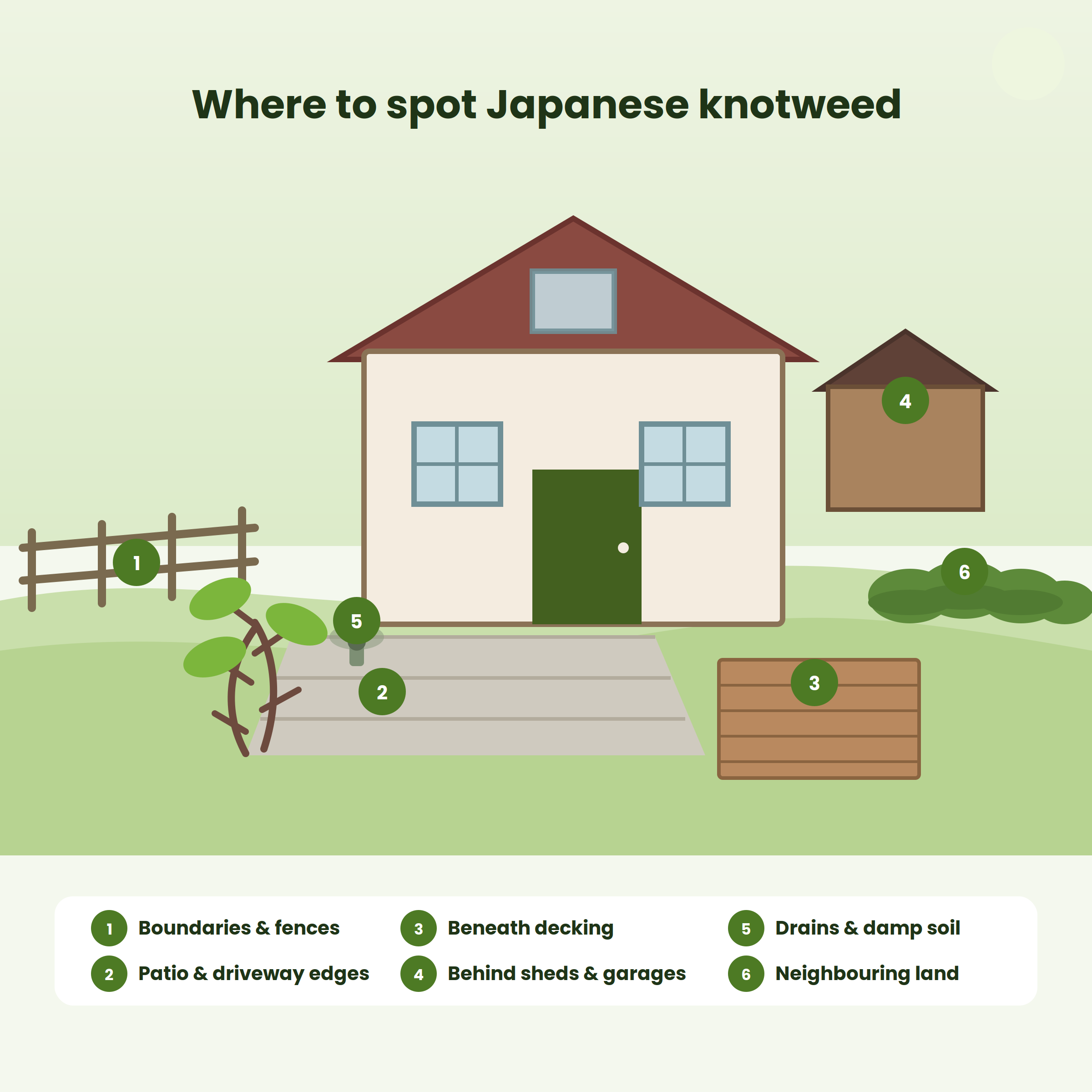 where to spot japanese knotweed
